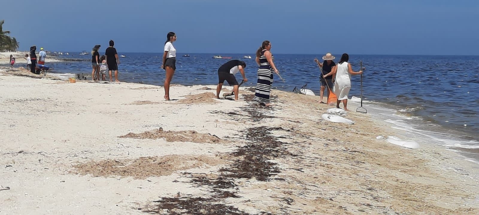 Ejército, voluntarios y personal del Gobierno de Yucatán se unen para limpiar playas afectadas por marea roja