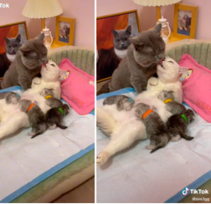 Pareja de gatos se besan mientras alimentan a sus bebés: VIDEO