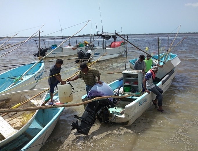 Pescadores capturan 2 tiburones 'xmoha' en Seybaplaya