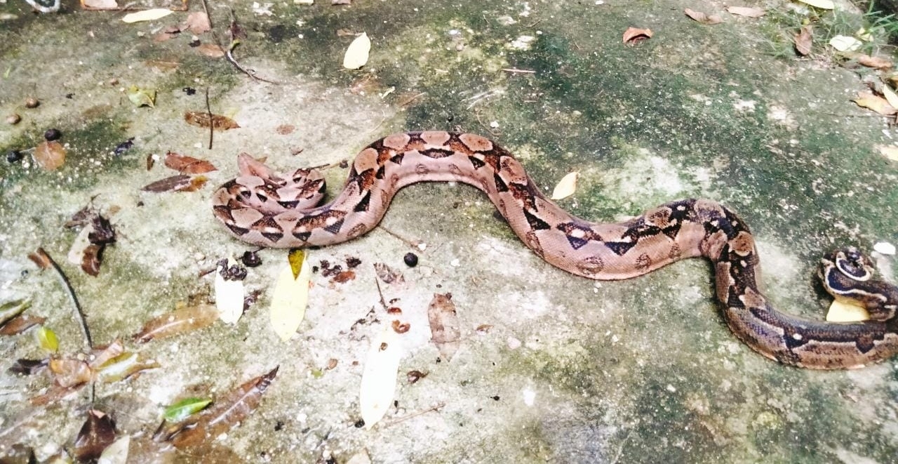 Éstas son las serpientes más grandes que puedes encontrar en la Península de Yucatán