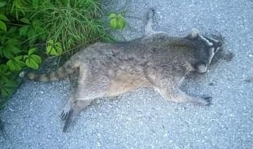 Muere mapache tras ser atropellado en la carretera Tixkokob-Mérida