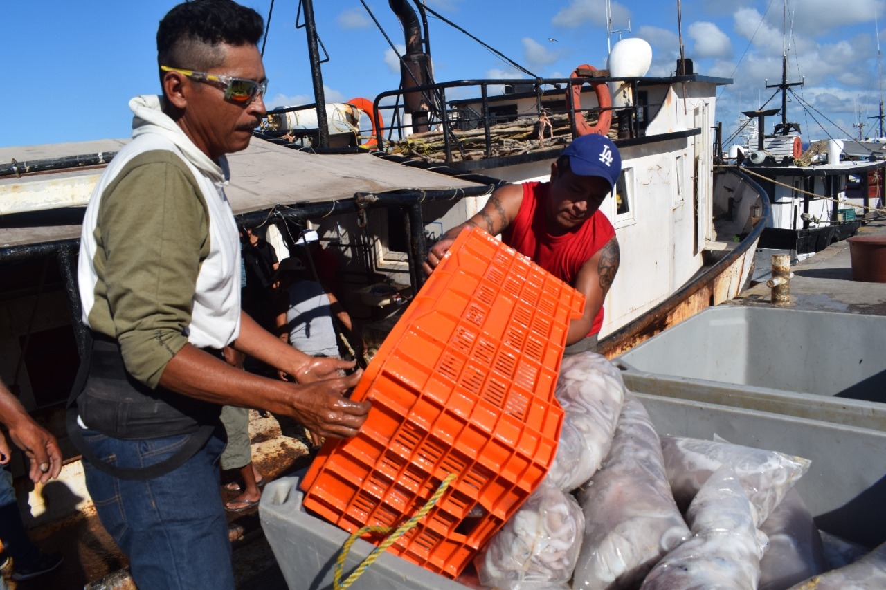 Temporada de pulpo en Yucatán: Incrementa tonelaje de captura entre la navegación mayor
