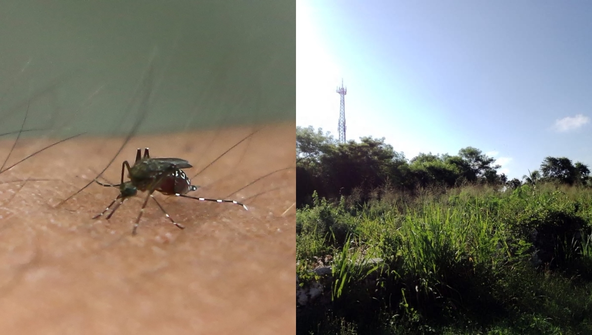 Moscos invaden municipios de Yucatán e incrementan el riesgo de casos de dengue