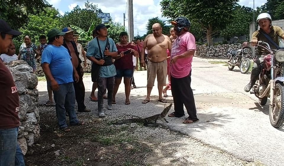 Vecinos de Tunkás atrapan a un cocodrilo que intentaba ingresar a una casa