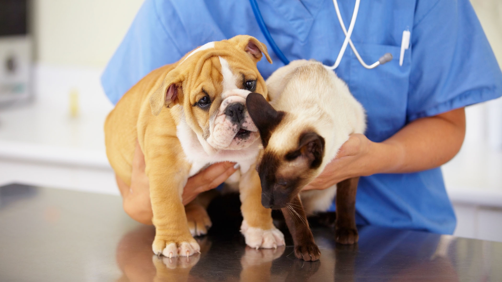 Vacunación Antirrábica Canina y Felina en Yucatán: Estos son los puestos en el estado