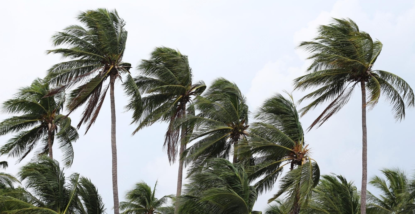 Tormenta Tropical Orlene podría convertirse en Huracán cerca de Manzanillo: EN VIVO