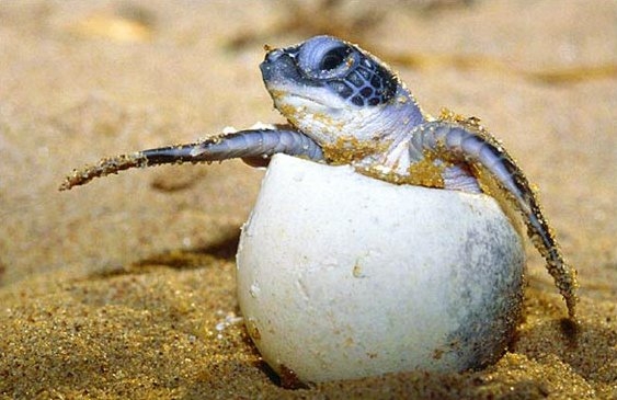 ¿Cuáles son las playas de Campeche dónde liberan tortugas carey?