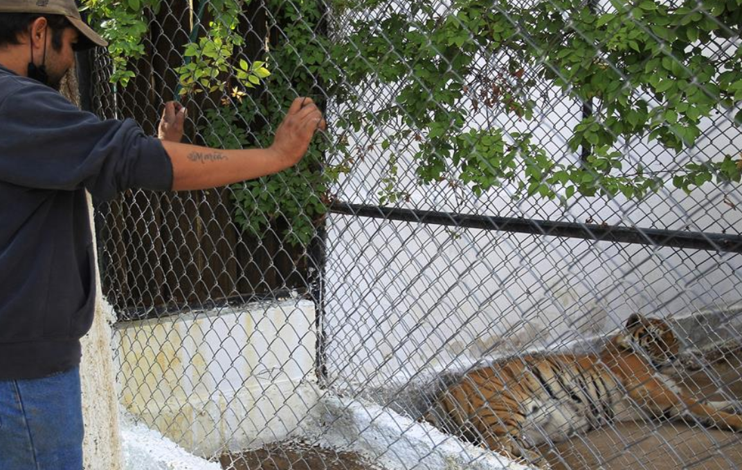 Llegan a Ciudad Juárez dos tigres de bengala rescatados del santuario Black Jaguar-White Tiger