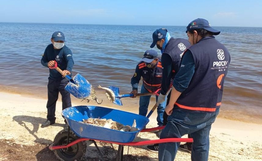 Especialistas han encontrado restos tóxicos en los peces de la costa yucateca