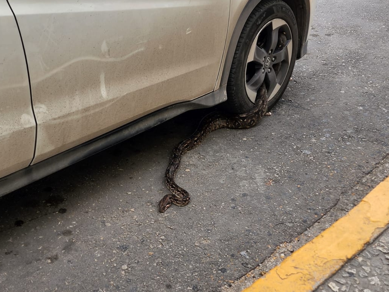 Vecino encuentra una serpiente en un rin de su coche en Chetumal: VIDEO