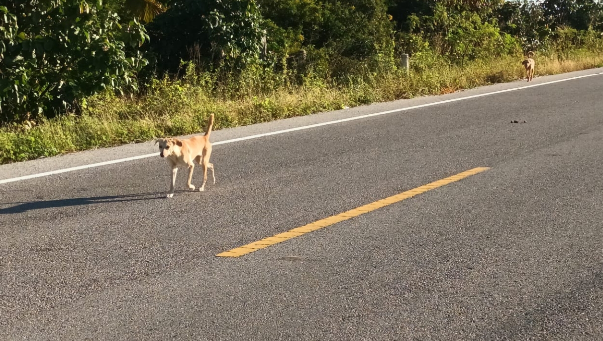 Perros callejeros, peligro para conductores que transitan la vía Chabihau-San Crisanto