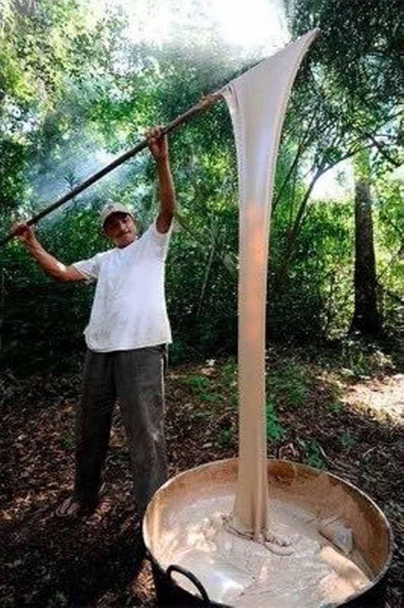 Extracción del chicle en Quintana Roo, tradición que se niega a morir