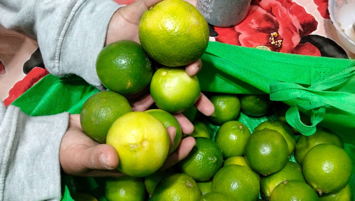 'Oro verde' de Yucatán retoma su valor; reportan aumento en el precio del limón