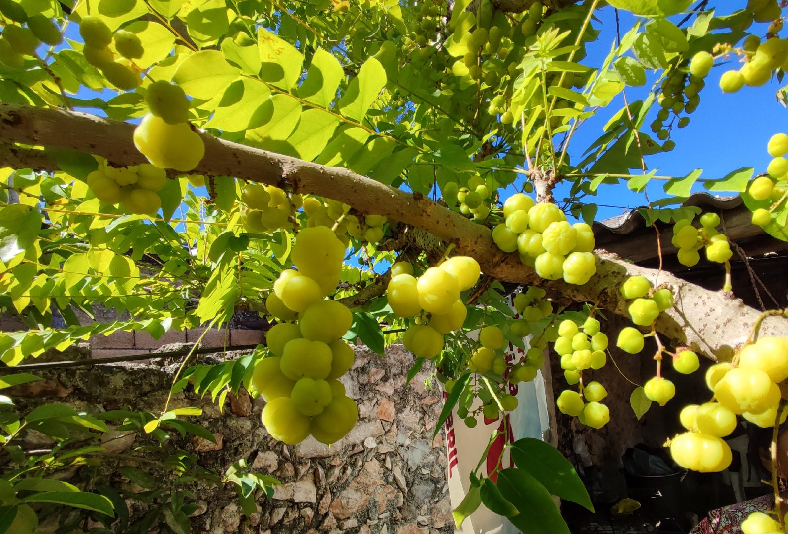Inicia la temporada de grosella, el fruto exótico de la Península de Yucatán