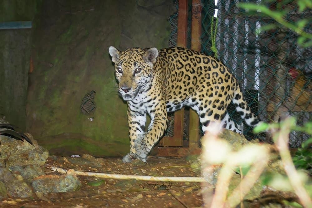 Campeche hogar del 51.67% de jaguares de la península: UJAT
