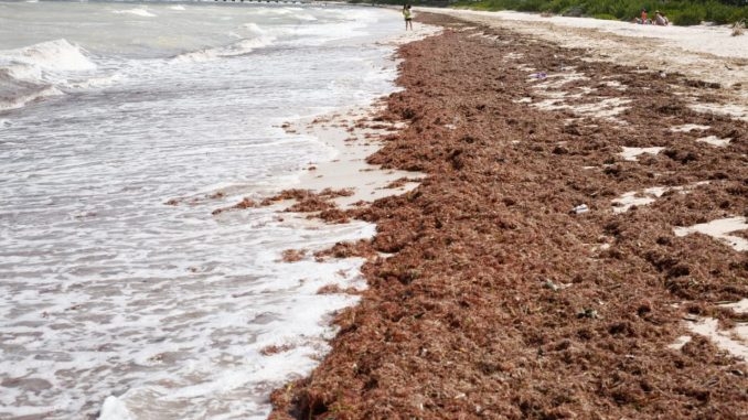 Playas de Sisal lucen llenas de sargazo en los primeros días del 2023: VIDEO