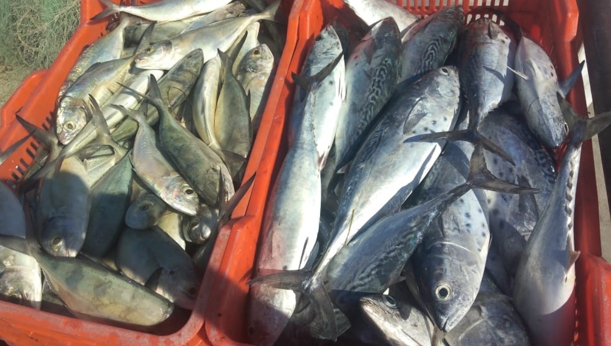 Regatean precio del pez bonito en Ciudad del Carmen