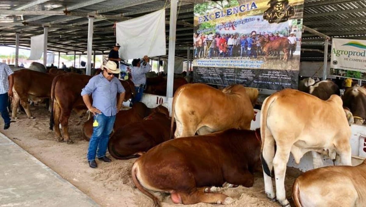 Ganaderos de Candelaria buscan evitar el ingreso de 'vacas ilegales' al municipio