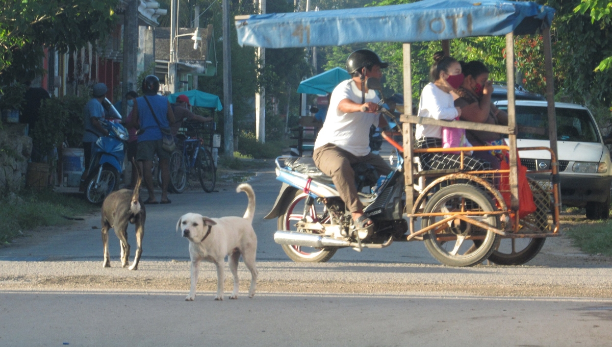 Perros callejeros en Acanceh, peligro para mototaxis