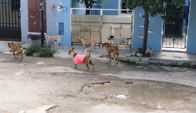 Los perros callejeros en Kanasín se han vuelto un problema como la falta de alumbrado y los baches