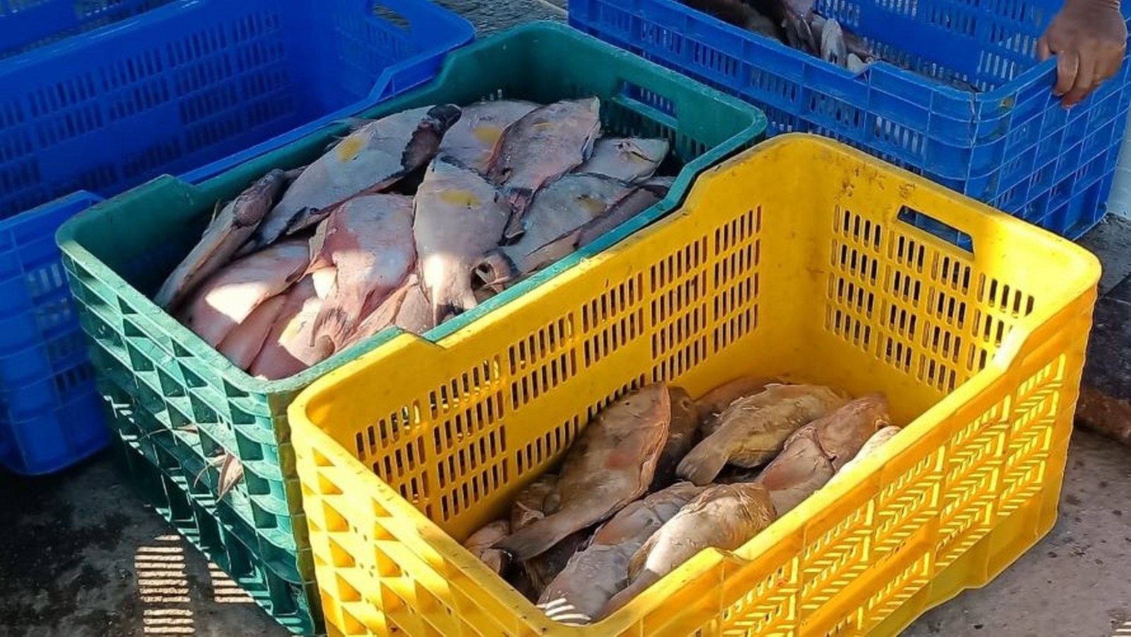 El mal clima, la pesca furtiva y las vedas son las principales problemáticas a las que se enfrentan los pescadores