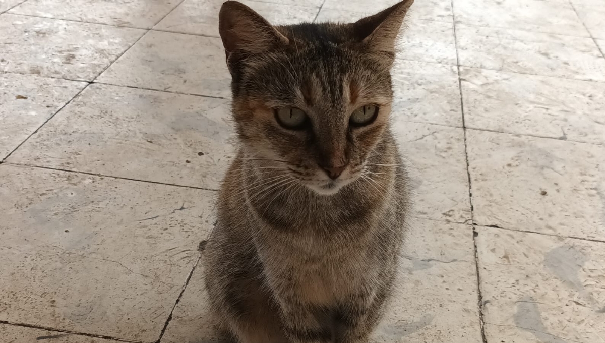 'Lupe' la gatita que se convirtió en la mascota del mercado de Motul