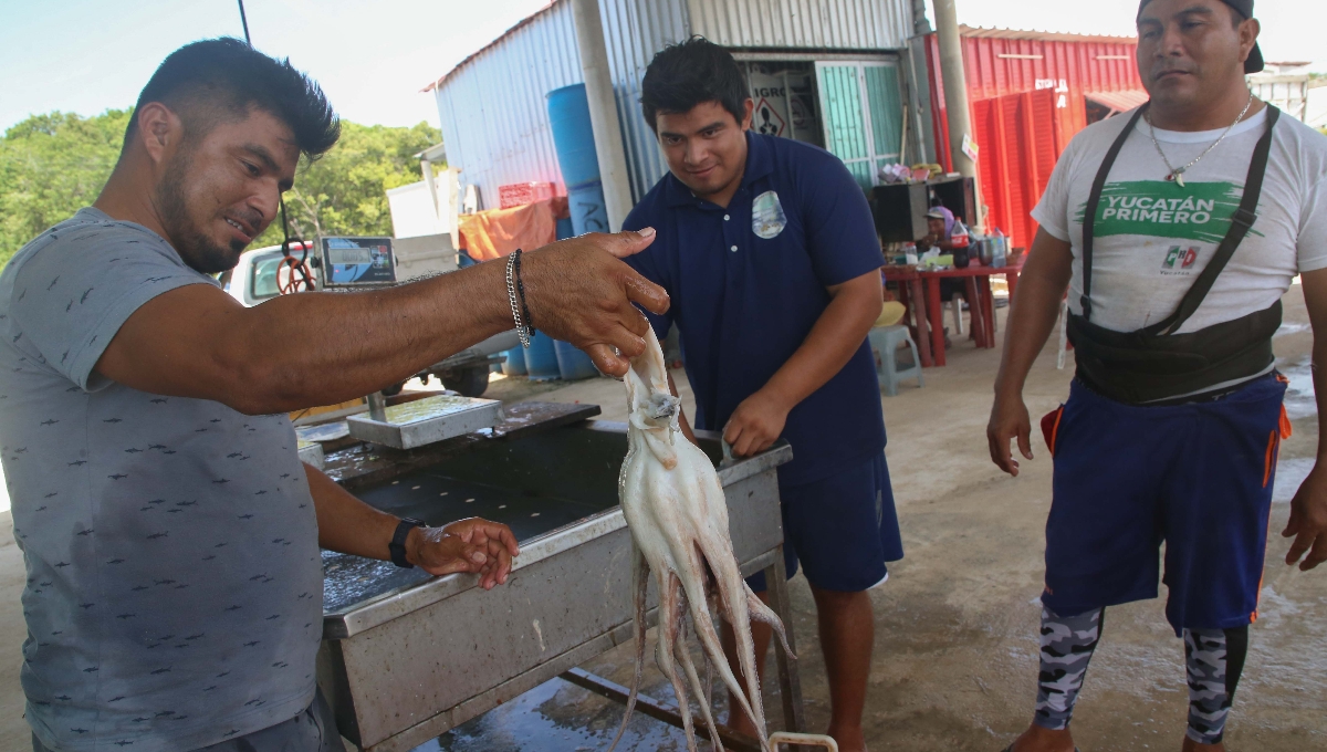 La Secretaría de Pesca y Acuacultura de Yucatán afirma que la baja producción del octópodo se debió a los fenómenos climatólogicos y la marea roja