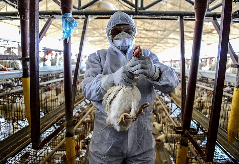 En febrero podría levantarse la cuarentena por gripe aviar en Yucatán: Sader