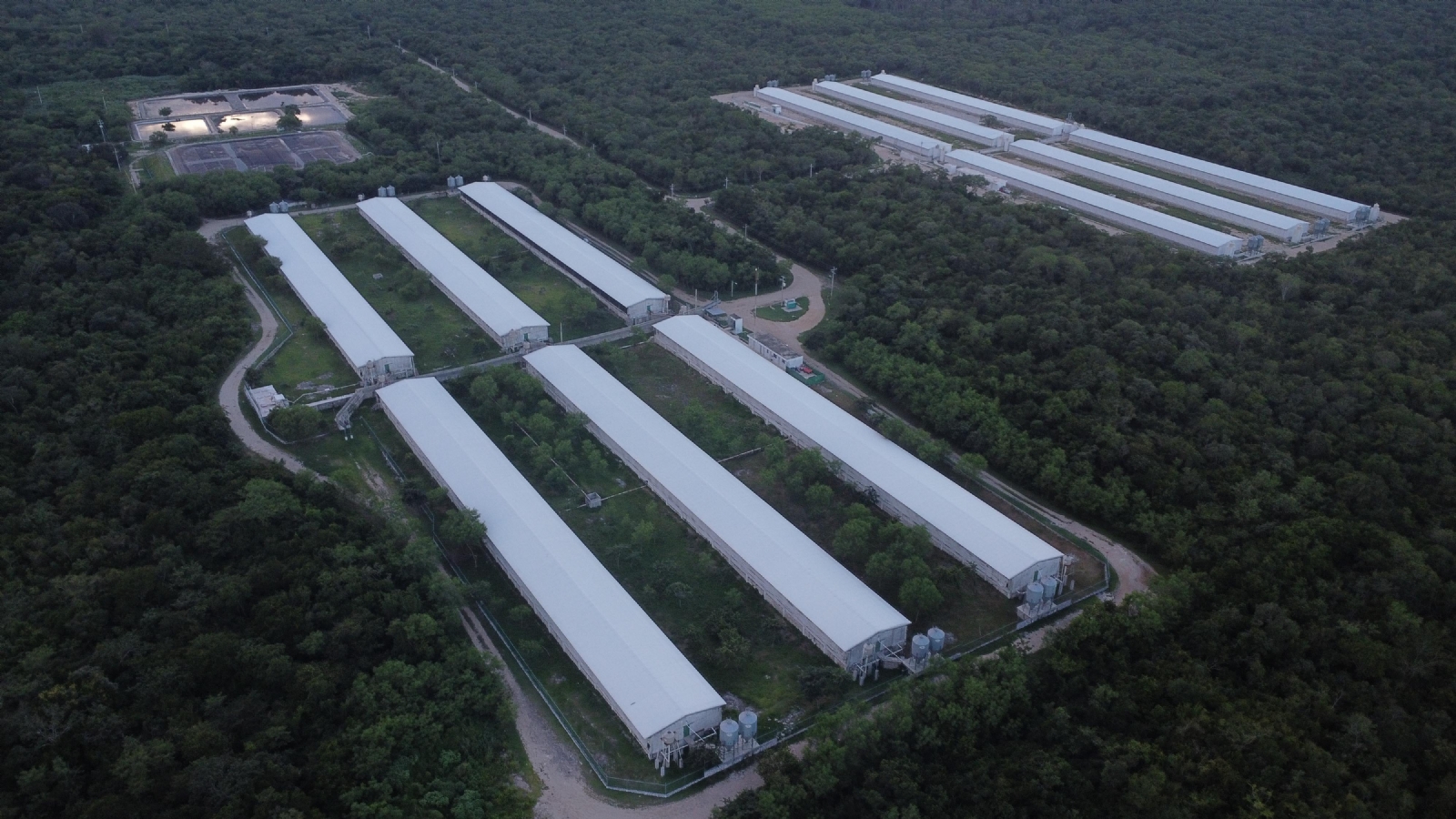 Semarnat presentará resultados tras un estudio a las granjas porcícolas de Yucatán