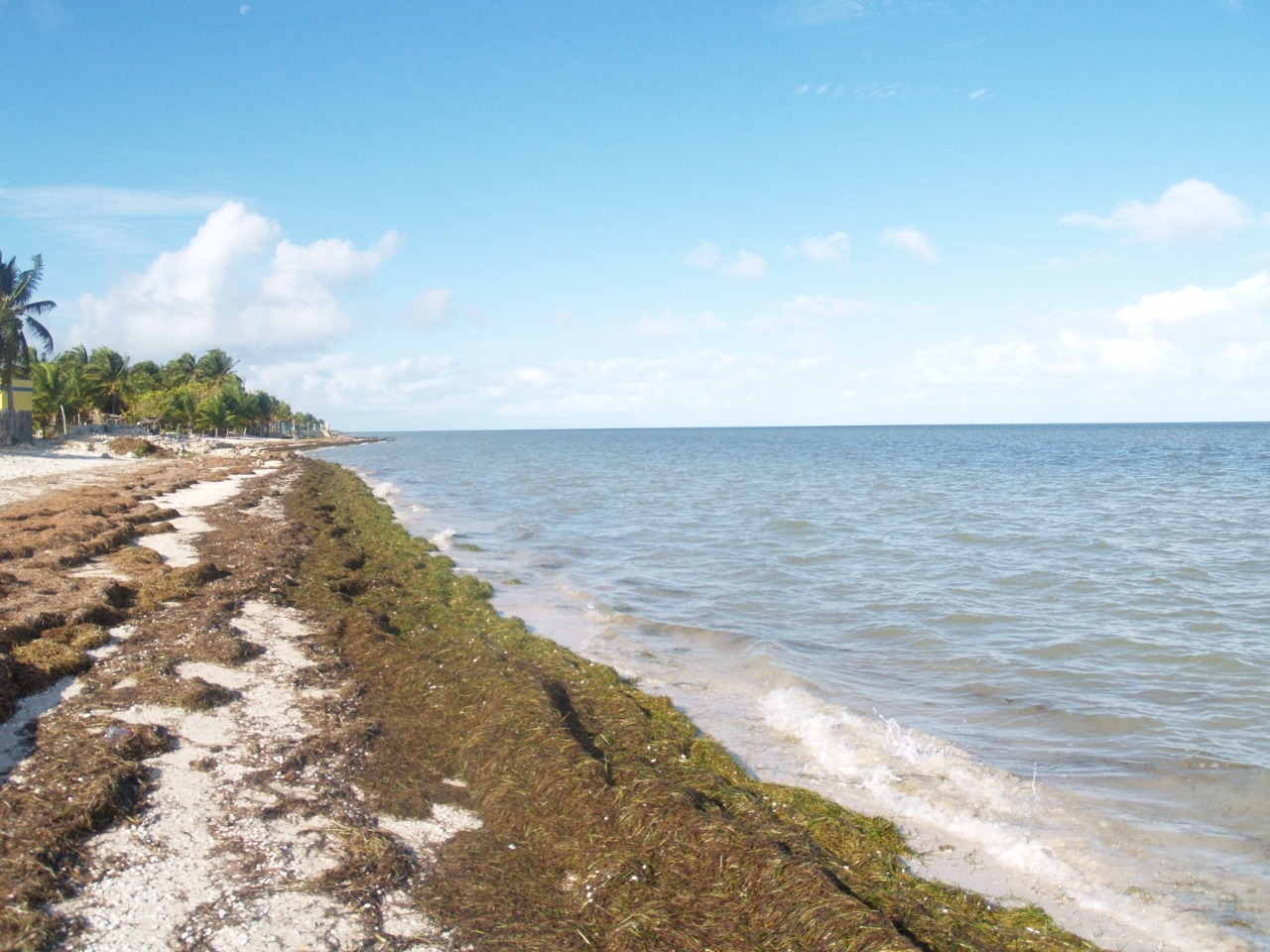 Playas de Yucatán se cubren de sargazo tras el ingreso del Frente Frío número 21