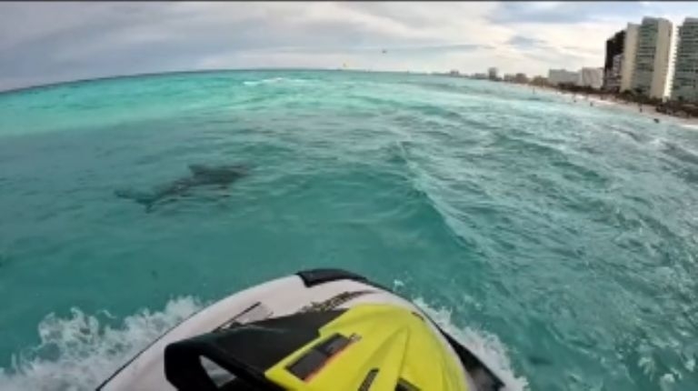 Tiburón toro en playas de Cancún, sin riesgo para los bañistas: Saving Our Sharks