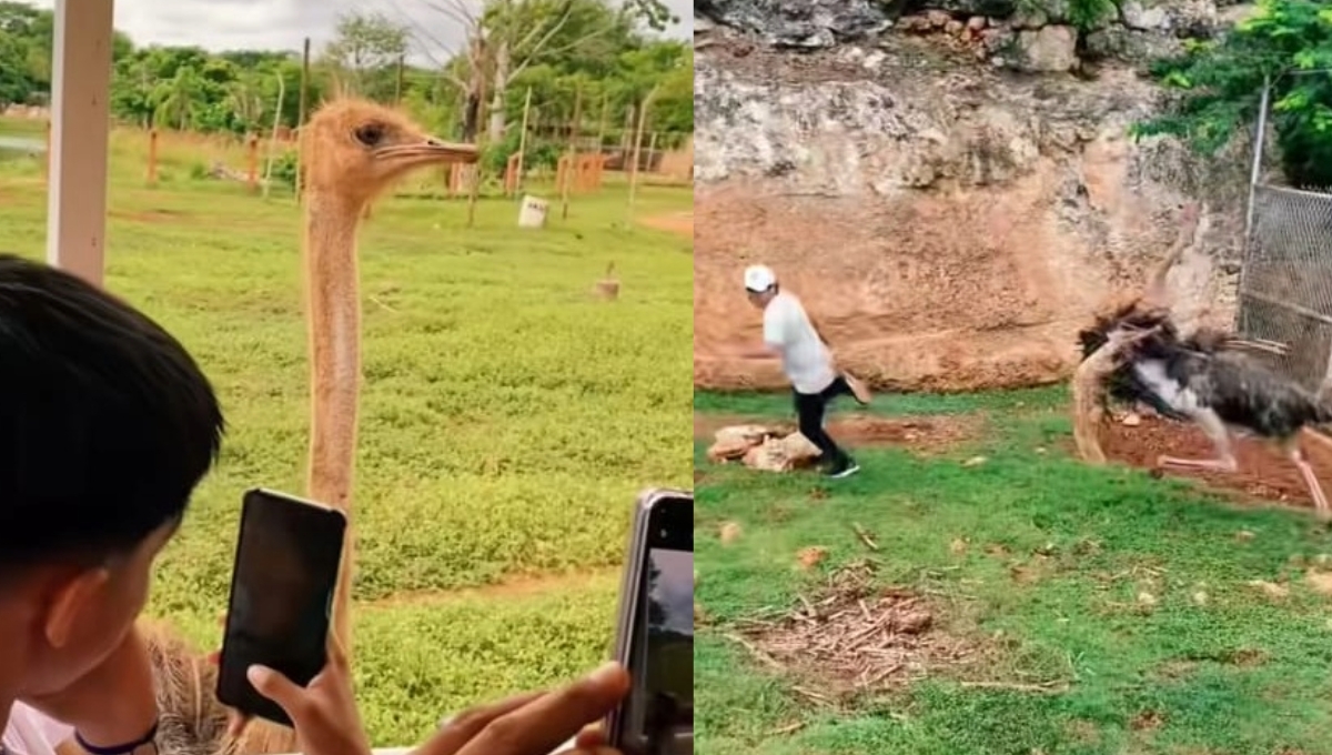 ¡Terror en Animaya! Avestruz ataca a visitantes durante un safari en Mérida: VIDEO