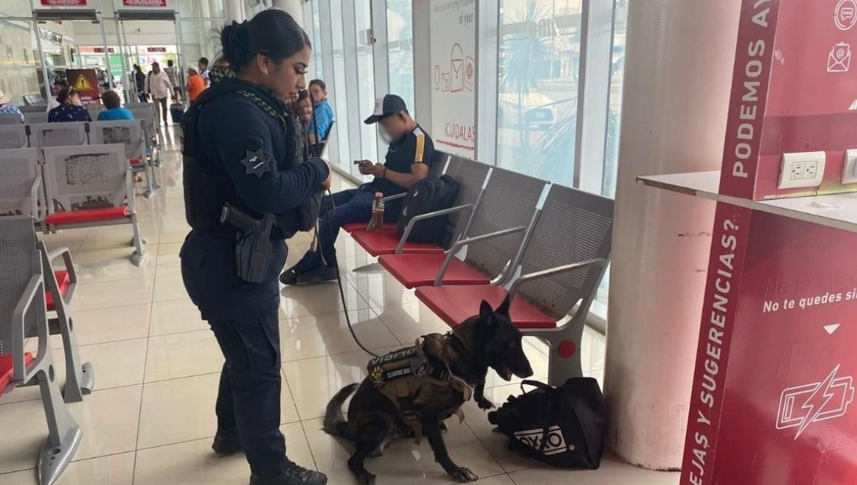 Un oficial de la Unidad Canina detectó una sustancia ilícita en una bolsa ecológica del Oxxo