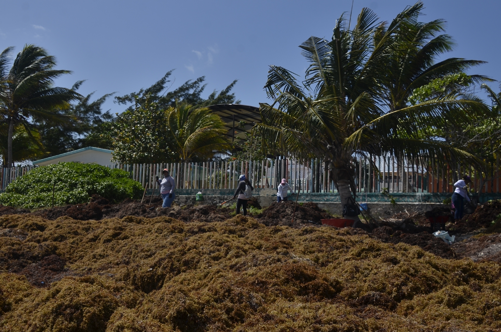 Recolectan 22 mil toneladas de sargazo en las costas de Quintana Roo en lo que va del año