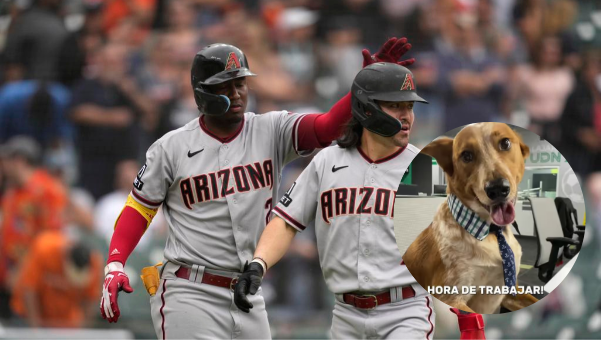 Perrito 'vidente' predice los resultados de los playoffs de las Grandes Ligas de beisbol