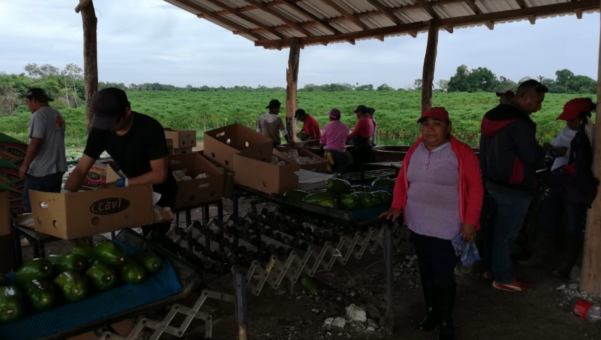 Cultivo de papaya maradol en Tizimín genera perdidas económicas en los campesinos