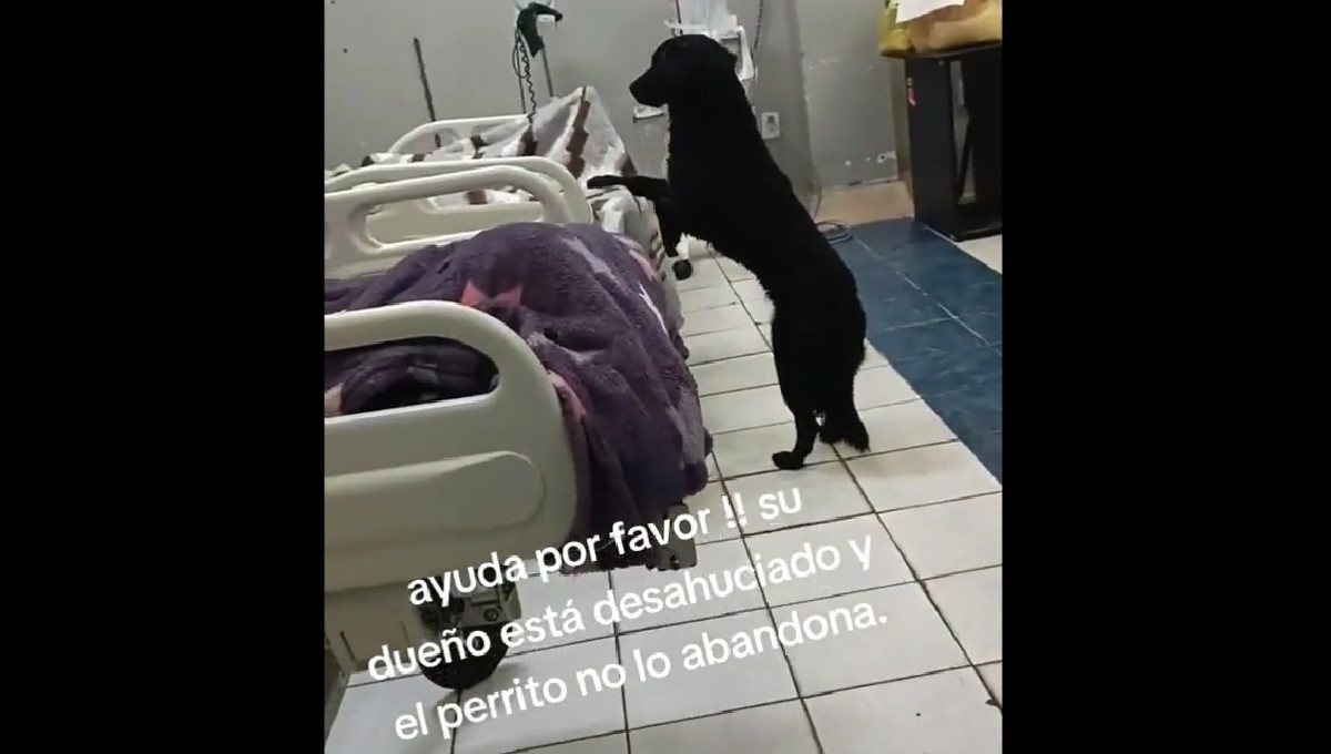 El perrito se mantiene cerca de su amo en el hospital