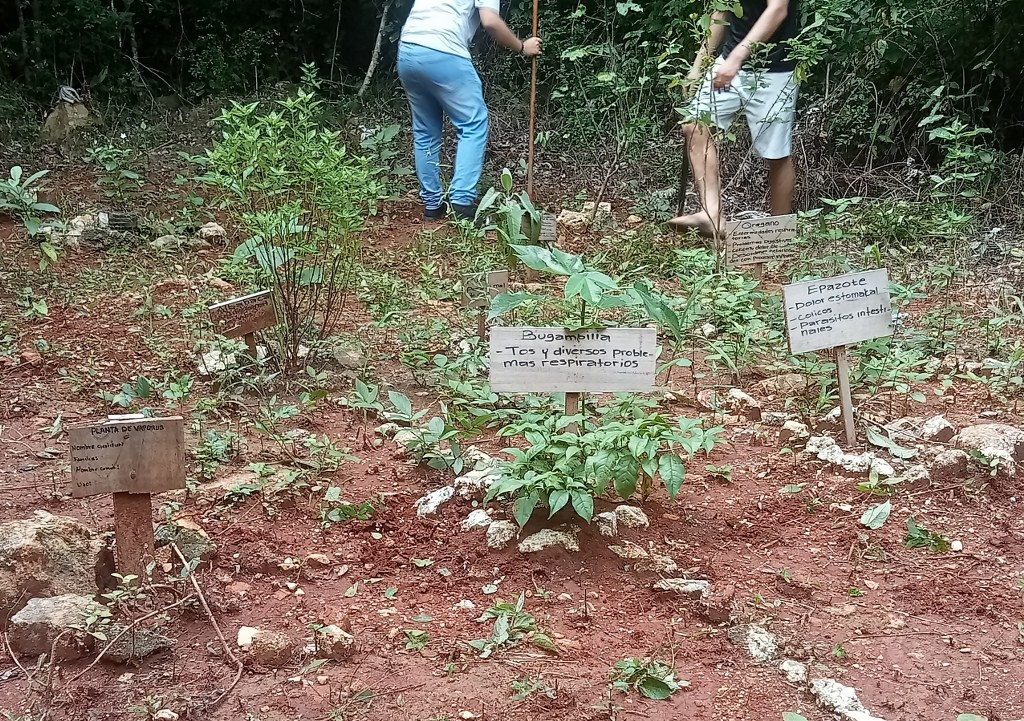 Plantas medicinales resurgen en la región de José María Morelos