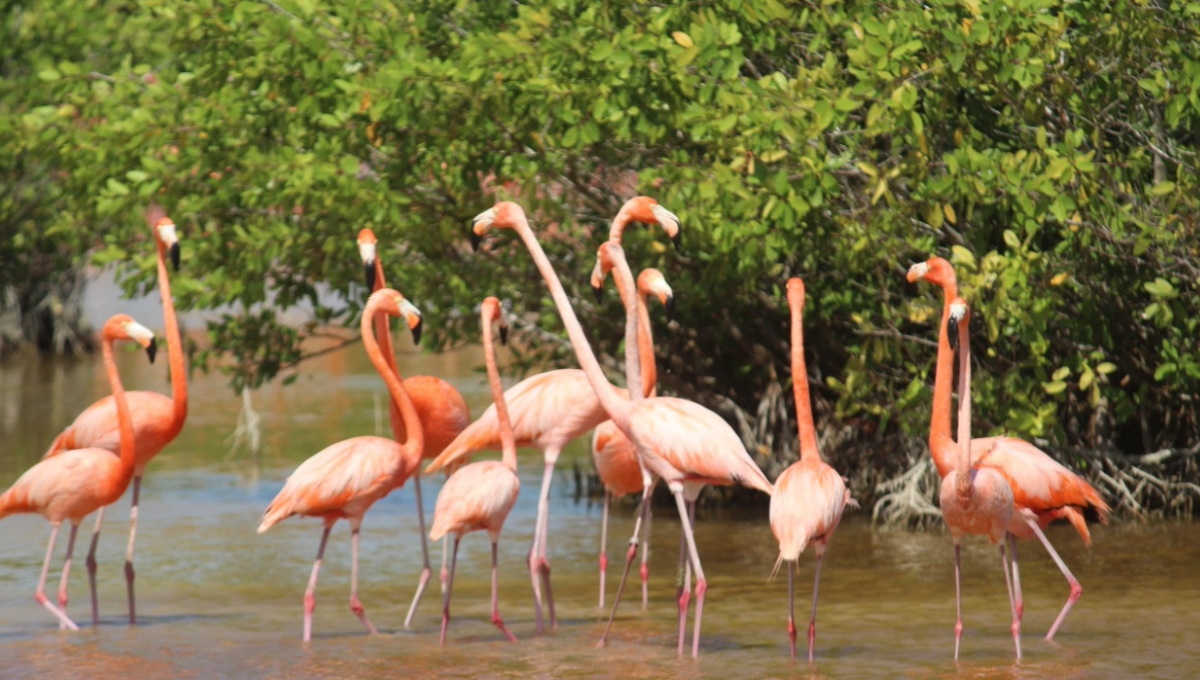 Aves migratorias crean espectáculo natural en manglares de Yucatán