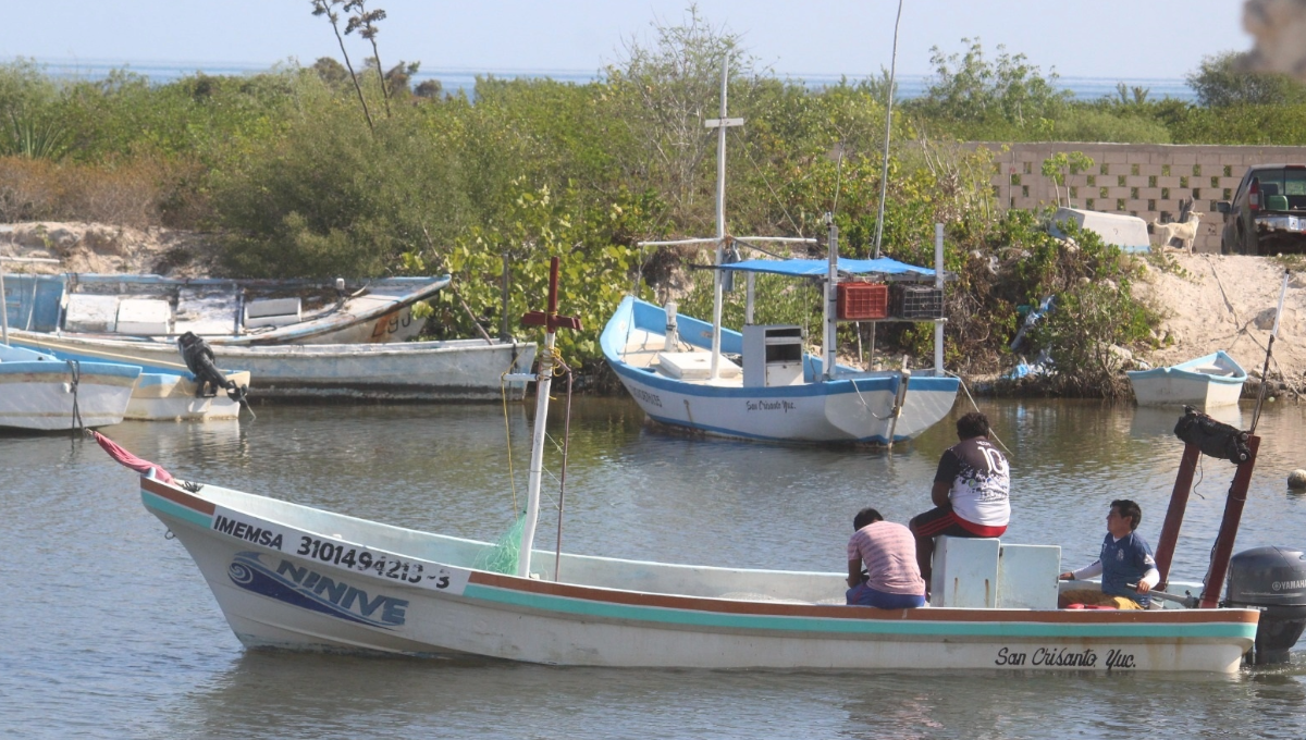 Buzos inexpertos arriesgan su vida por capturar pulpo en la costa de Chabihau, Yucatán