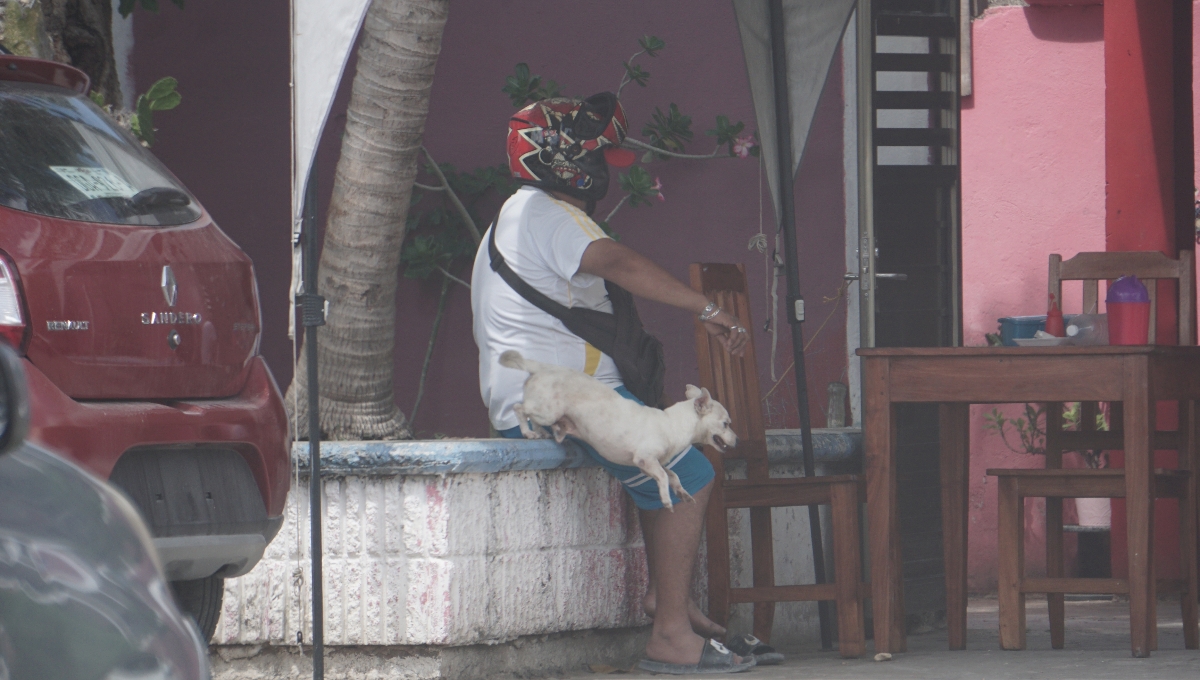 Incrementan los casos de maltrato animal en Campeche; este año registran 250 denuncias