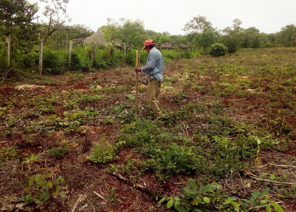 Sequía agobia a campesinos de José María Morelos