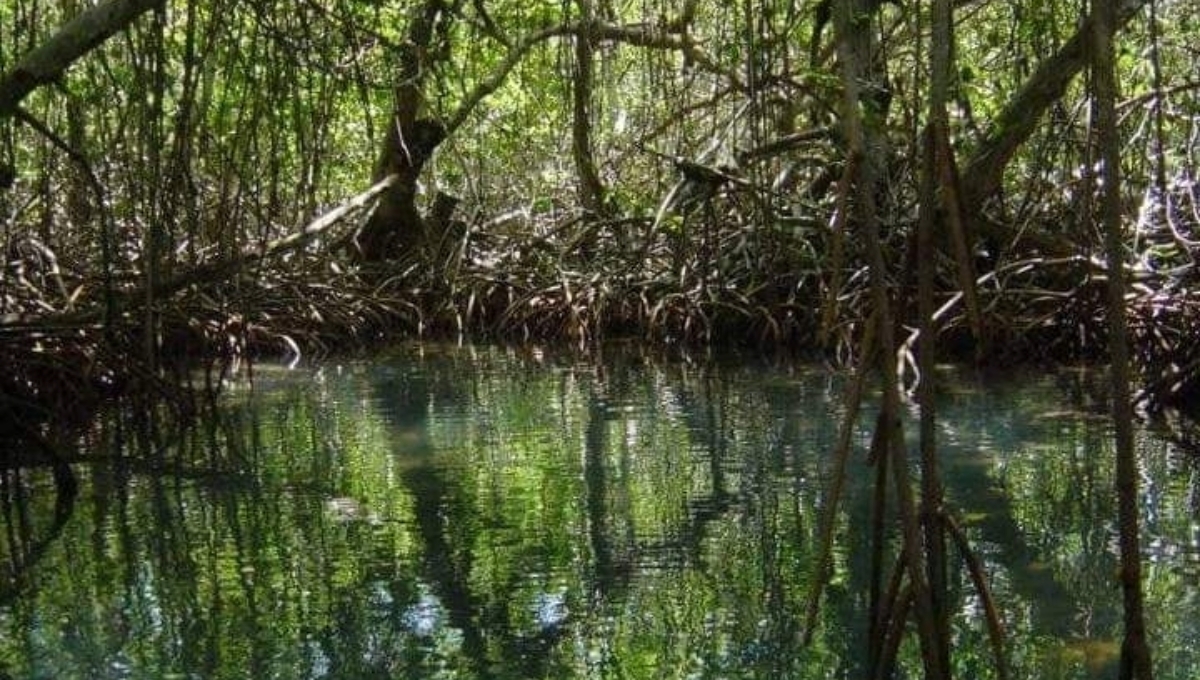 Empresas internacionales buscan explotar el carbono azul de manglares de Nuninkí, Campeche