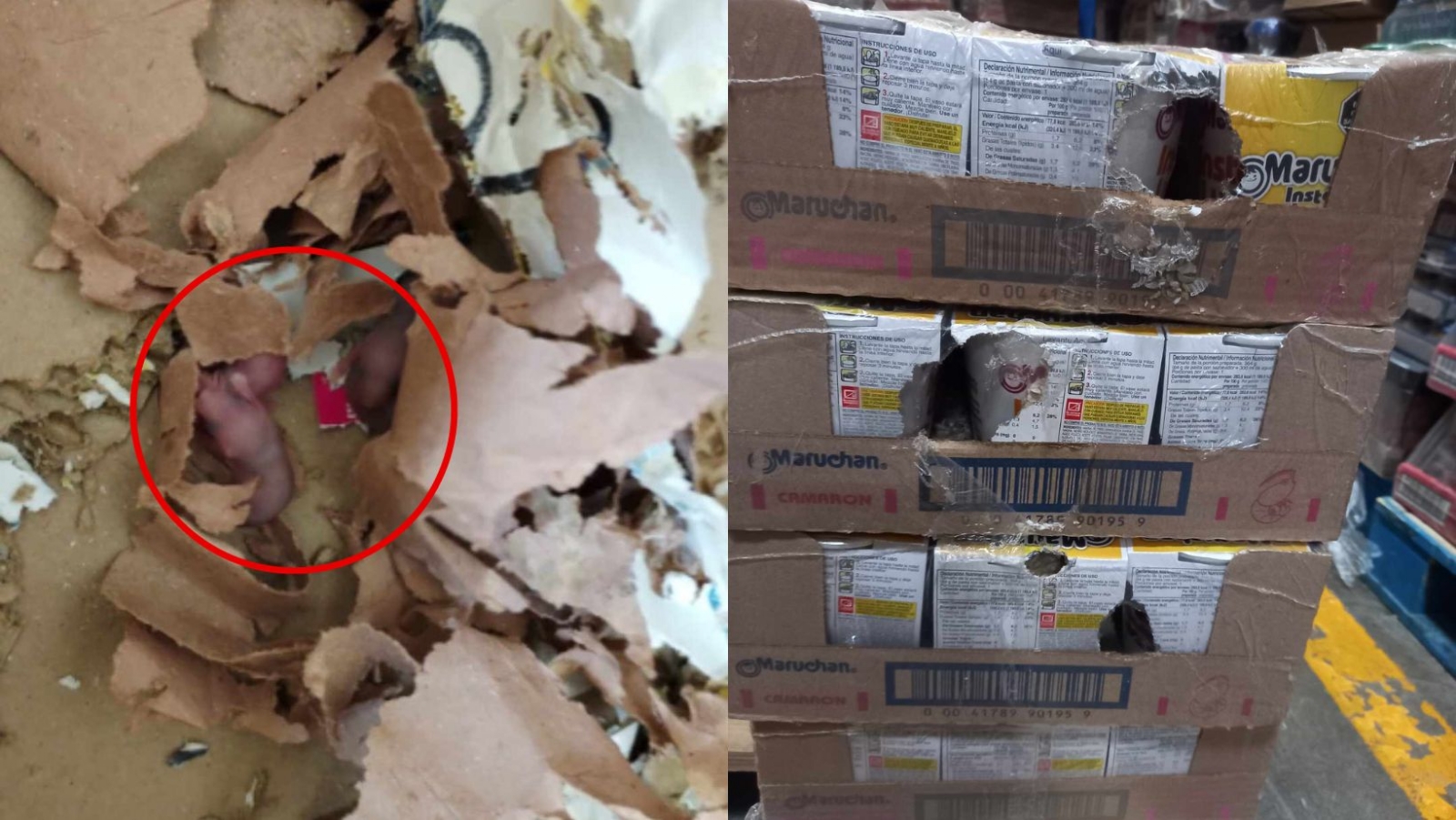 Encuentran plaga de ratas en bodega de Chedraui en Cuajimalpa