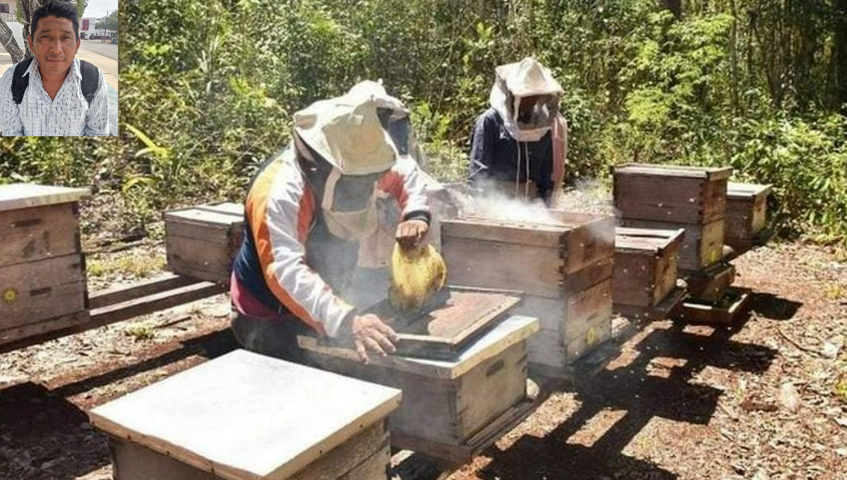 Apicultores de José María Morelos adelantarían extracción de miel por mal clima