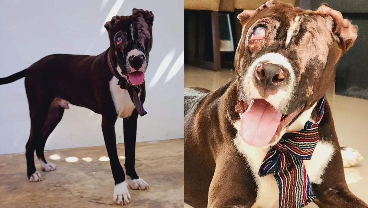 Adoptan en Mérida a Valentín, perro que fue quemado por dos mujeres en Playa del Carmen