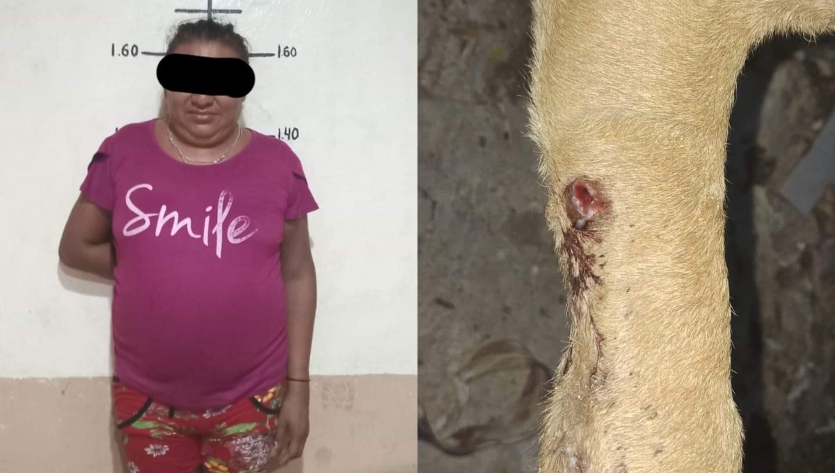 Detienen a mujer trans por 'balear' a un perro en Santa Clara, Yucatán