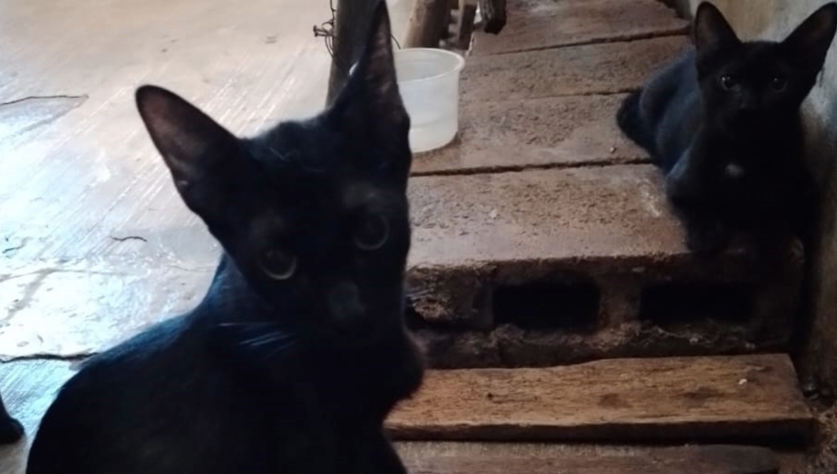 Denuncian sacrificios 'satánicos' de gatos blancos y negros en Tizimín, Yucatán