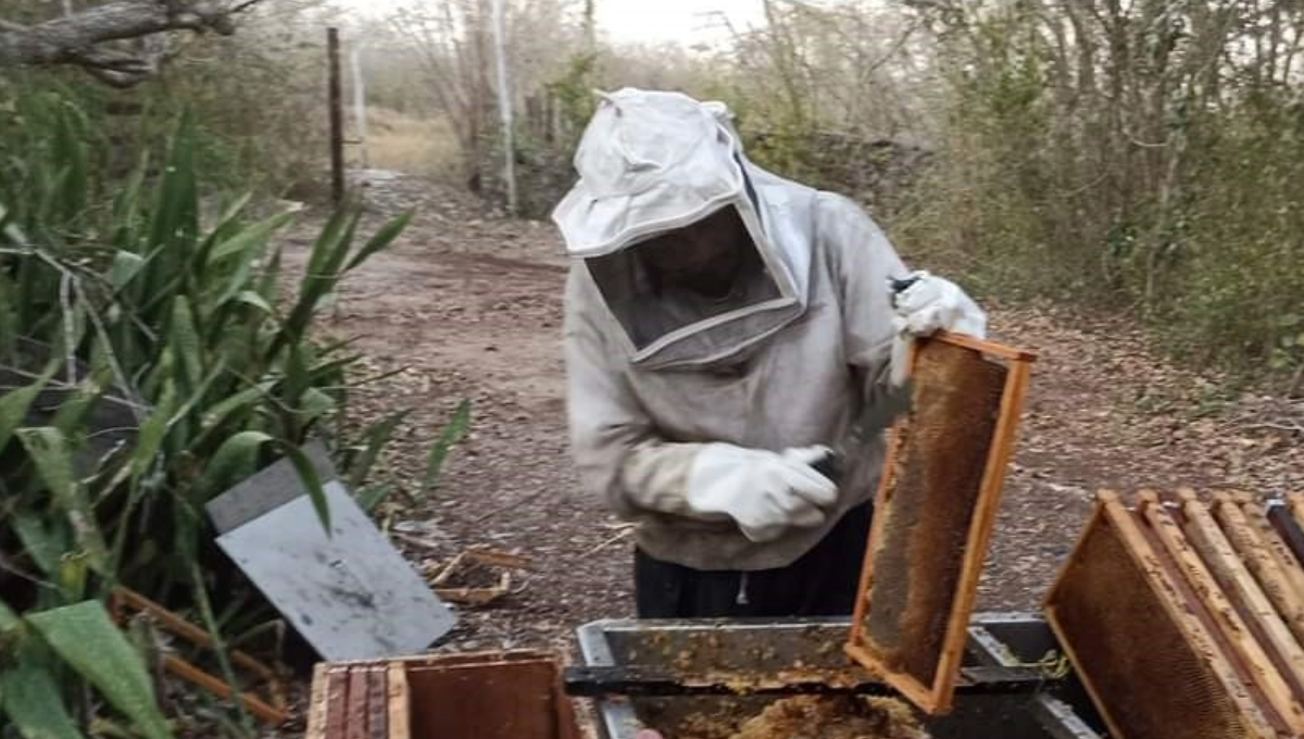 Escasez de lluvias en Tizimín afecta la temporada de alimentación de las abejas