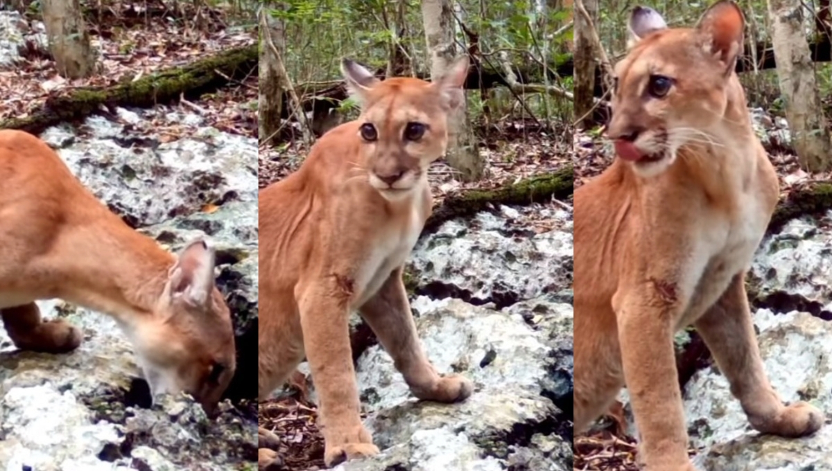 Captan a un puma en la Reserva Estatal Gran Calakmul, Campeche: VIDEO